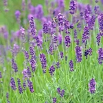 Lavender Growing: A Mediterranean Wonder for Your Garden